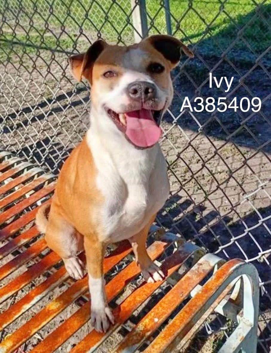 SamfromSpain♥️🐕🦮🐈‍⬛🐈 tweet media