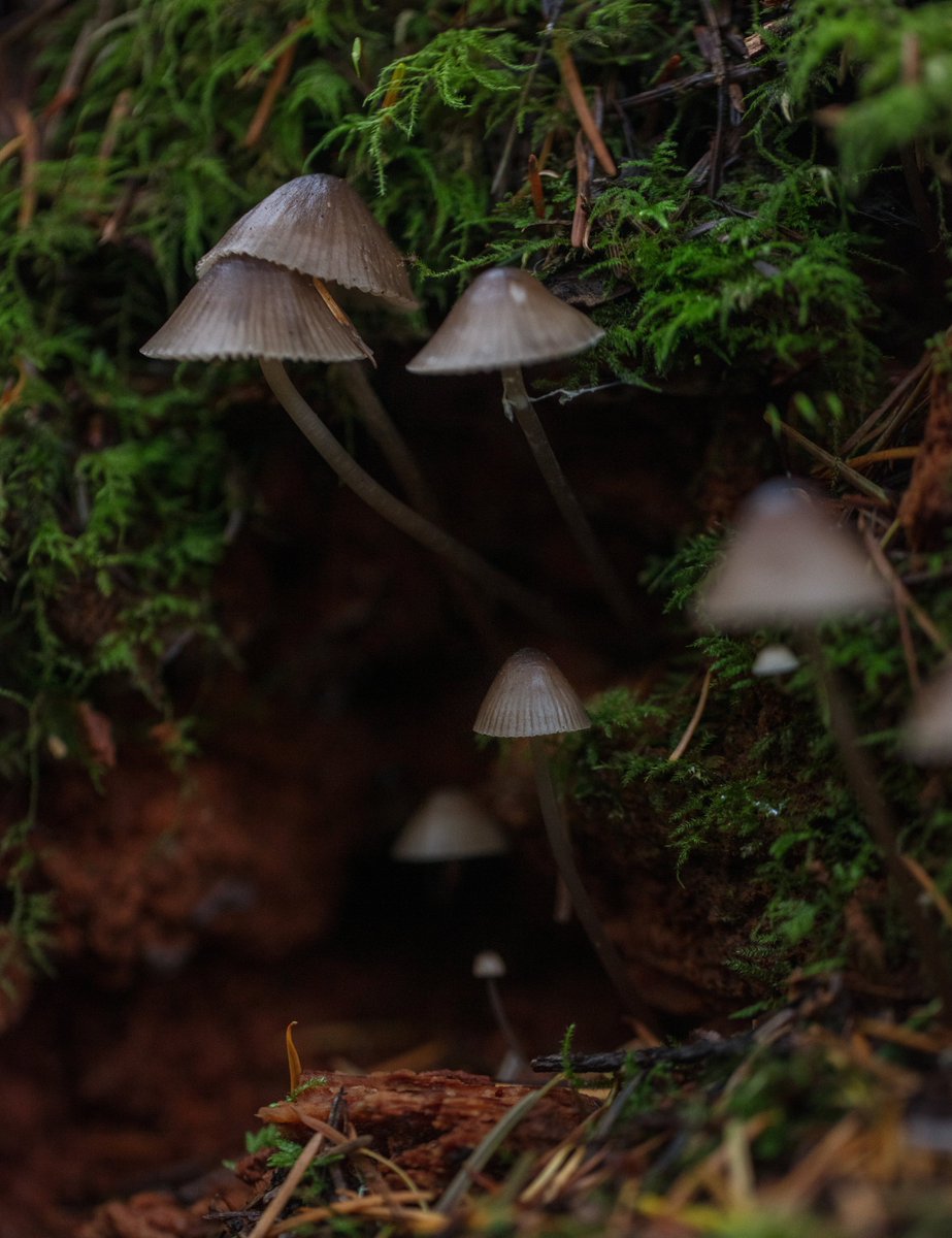 Alison Atwell tweet media