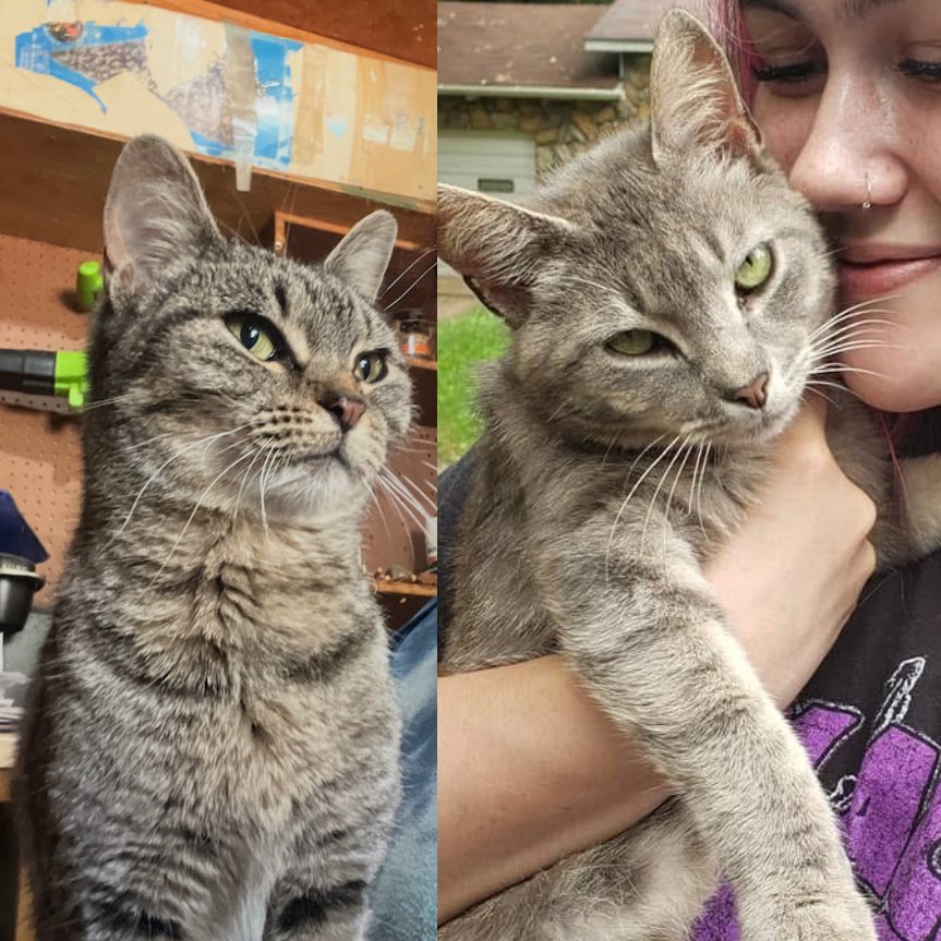 εϊз liz tweet media