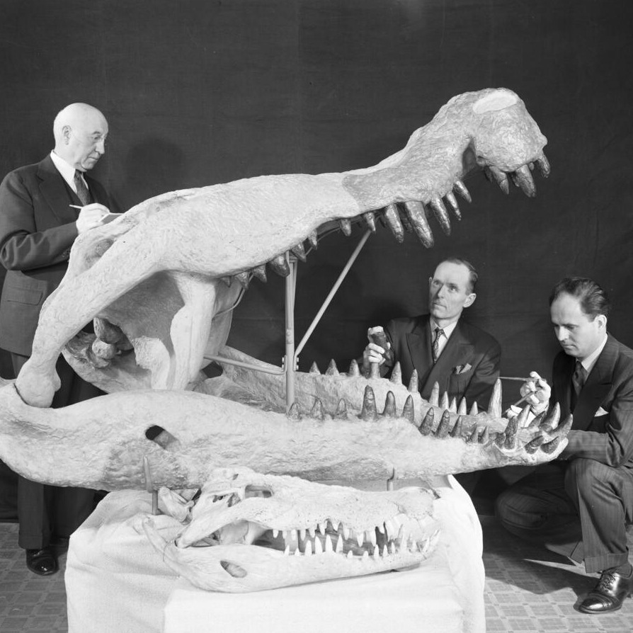 American Museum of Natural History tweet media