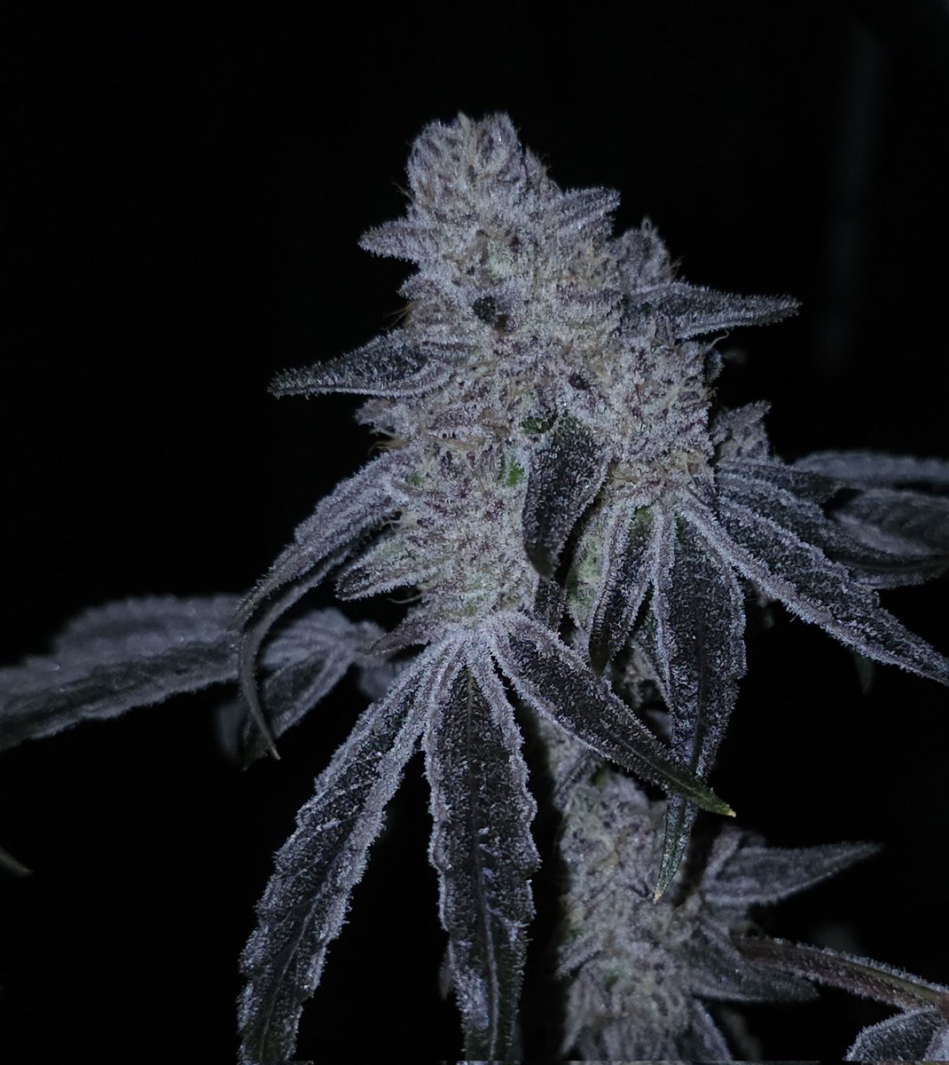 Capulator tweet media