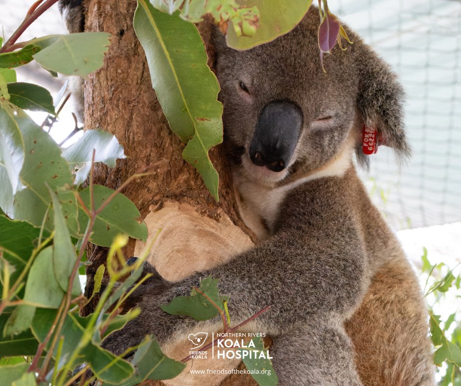 Friendsofthekoala tweet media