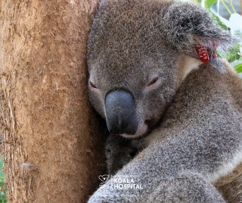 Friendsofthekoala tweet media