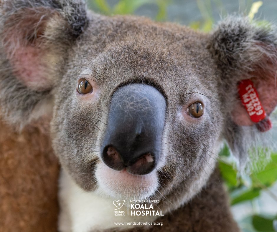 Friendsofthekoala tweet media