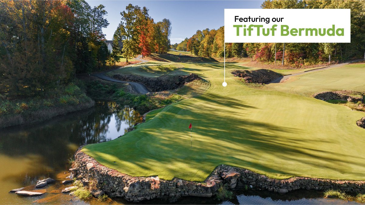BuySodTurf's tweet photo. Did you know the grass used on golf courses has to be extremely resilient to constant play while still looking great? Check out these grass types that stay green and perform under pressure. ☀️✅

✅ TifTuf Bermuda: This grass is BUILT to be the most drought bermuda grass available. TifTuf uses 38% less water than other Bermuda grass types and you'll still be impressed with its green color.

✅ Zeon Zoysia: It's got that wow factor that brings people to play on your courses. It's so lush and green you'll want to walk on it with your bare feet.

✅ Prizm Zoysia: A next generation turf built for high performance environments, Prizm Zoysia offers excellent density, durability, and a vibrant green color that stands out on golf courses. Prizm is a true tee to green solution.

We're proud to spotlight our partner @tothillfarm.