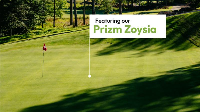BuySodTurf's tweet photo. Did you know the grass used on golf courses has to be extremely resilient to constant play while still looking great? Check out these grass types that stay green and perform under pressure. ☀️✅

✅ TifTuf Bermuda: This grass is BUILT to be the most drought bermuda grass available. TifTuf uses 38% less water than other Bermuda grass types and you'll still be impressed with its green color.

✅ Zeon Zoysia: It's got that wow factor that brings people to play on your courses. It's so lush and green you'll want to walk on it with your bare feet.

✅ Prizm Zoysia: A next generation turf built for high performance environments, Prizm Zoysia offers excellent density, durability, and a vibrant green color that stands out on golf courses. Prizm is a true tee to green solution.

We're proud to spotlight our partner @tothillfarm.