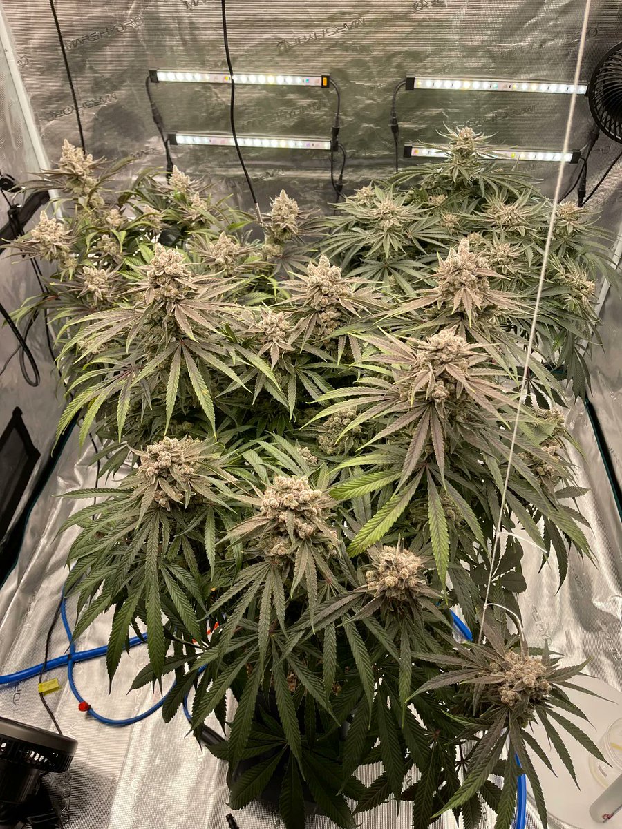 MSNL Seeds tweet media