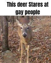 Deer in Places they Shouldn't Be tweet media