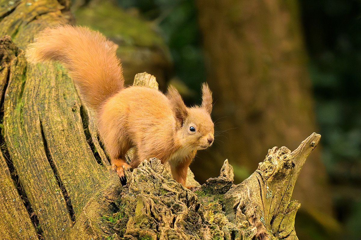 Hogan_'s tweet photo. Red Squirrel (Sciurus vulgaris) - tufts at the ready - big jump in 3..2..1.. https://t.co/n5RoRWTcOZ