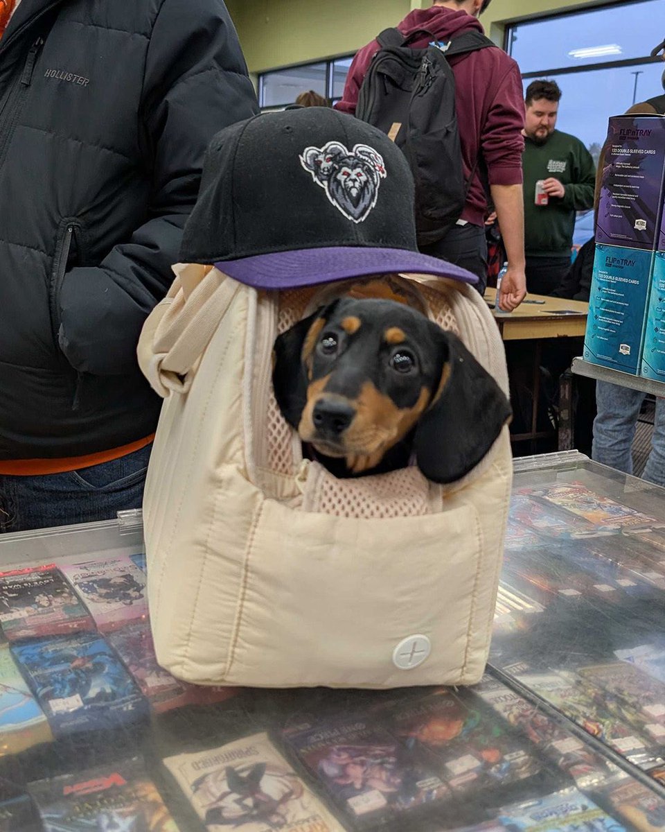 ChimeraGamingCA's tweet image. We’ve met a lot of furry friends at Chimera Gaming over the past few weeks! 🐶🐱

Thanks to everyone who’s brought their pets by the store and brightened our day. 

Swipe through to see a few of our recent visitors. 🐾 

#ChimeraGaming #HobbyStore #TCGStore #LocalGameStore
