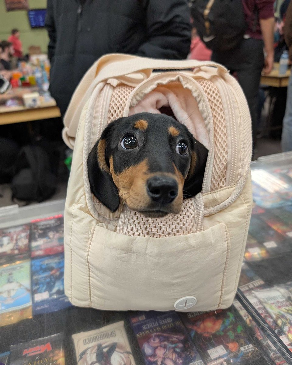 ChimeraGamingCA's tweet image. We’ve met a lot of furry friends at Chimera Gaming over the past few weeks! 🐶🐱

Thanks to everyone who’s brought their pets by the store and brightened our day. 

Swipe through to see a few of our recent visitors. 🐾 

#ChimeraGaming #HobbyStore #TCGStore #LocalGameStore