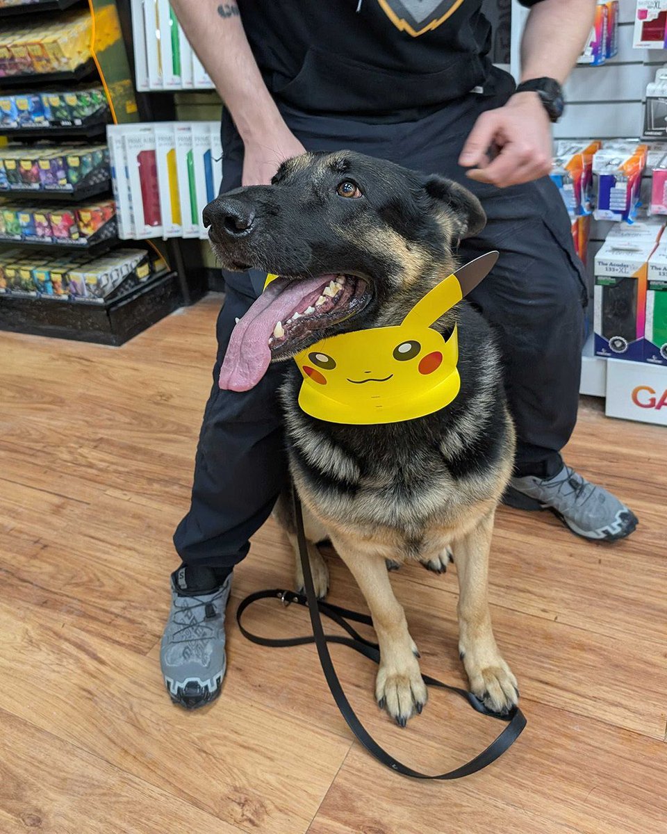 ChimeraGamingCA's tweet image. We’ve met a lot of furry friends at Chimera Gaming over the past few weeks! 🐶🐱

Thanks to everyone who’s brought their pets by the store and brightened our day. 

Swipe through to see a few of our recent visitors. 🐾 

#ChimeraGaming #HobbyStore #TCGStore #LocalGameStore