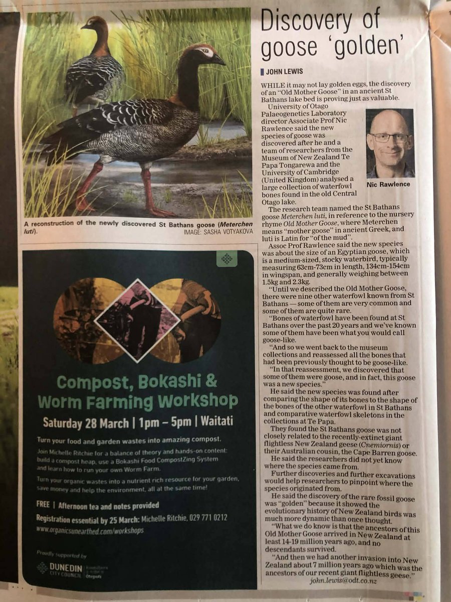 nic_rawlence_nz's tweet photo. Nice to see the @odtnews covering our research on the St Bathans goose. You can read all about our research here in our @ConversationEDU article https://t.co/6bV3kXS40D https://t.co/oahlTLc2La