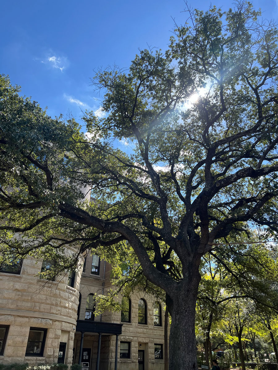 Baylor's tweet photo. "The Lord God is a sun and shield;
he bestows favor and honor." ~Psalm 84:11 https://t.co/jHpbD0u0fh