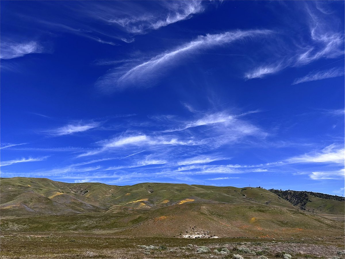 CaLandBird's tweet photo. Look at those clouds over Gorman today. High wispy streaks stretching across the sky above the rolling green hills and early wildflowers. One of those days where you just have to stop and look up. @NWSLosAngeles
#Gorman #CaliforniaSky #CloudWatching #CaliforniaMountains #LosPadresNF #WildCalifornia #MustLoveDirt #CaLandBird #SpringInCalifornia ☁️🌼