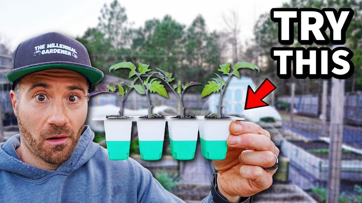 NCGardening's tweet image. New YouTube vid! I found the ultimate cheap seed starting trays. This new design has better germination and easier transplanting 👉

youtu.be/rGugkJ9Oe-E?si…
———
#seedstarting #gardening