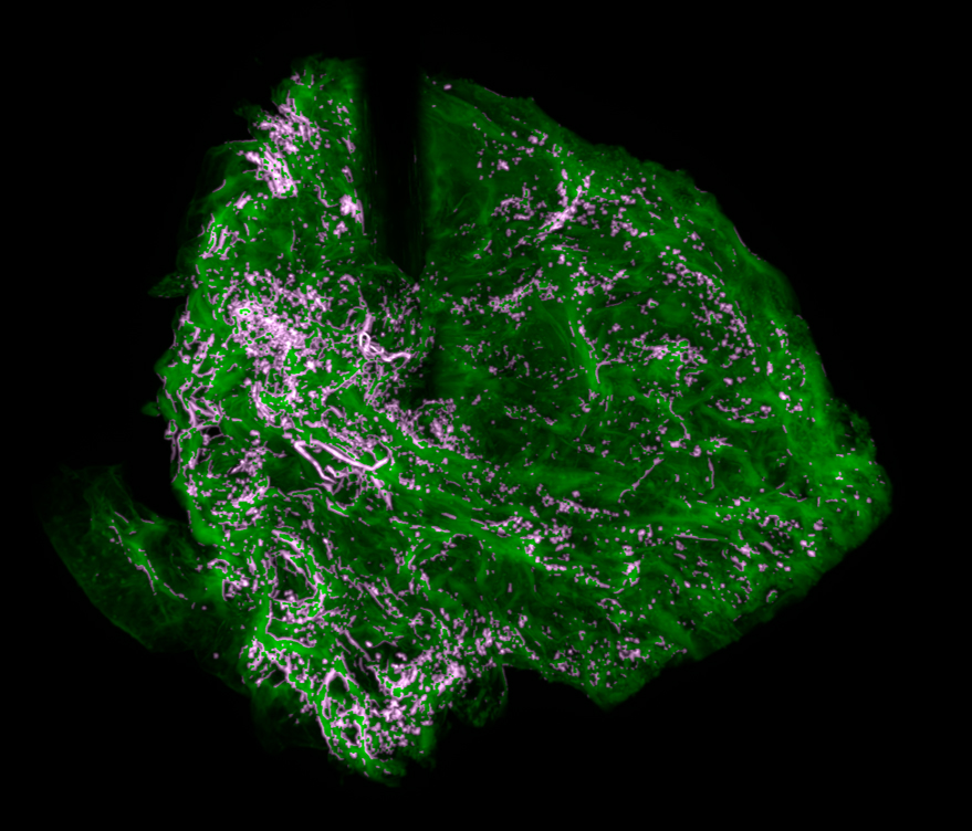 TAMU Engineering tweet media