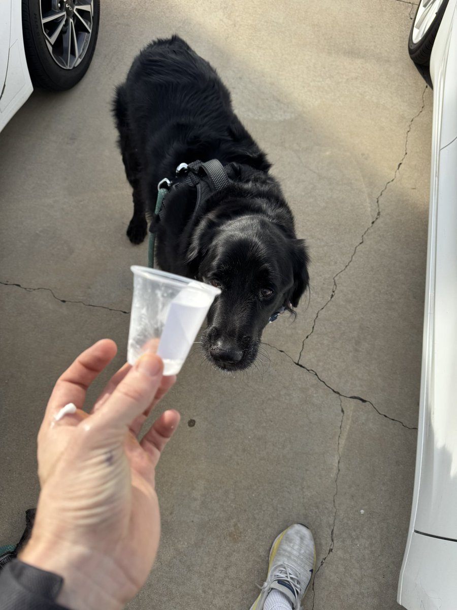 zbonecantswim's tweet photo. Bro cost me $1500 at the vet last night and he just wanted a boys day https://t.co/uUc9MavhJs