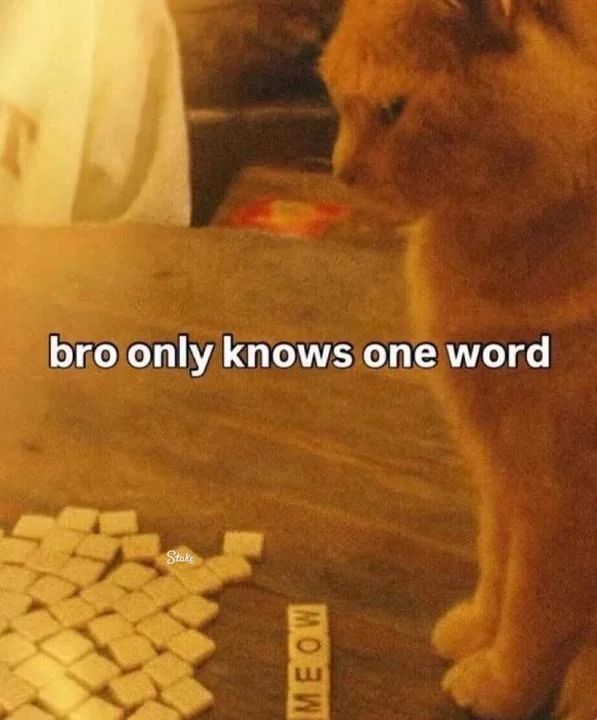 Cat TikToks tweet media