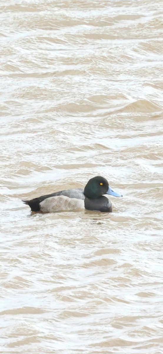 Allan Conlin tweet media