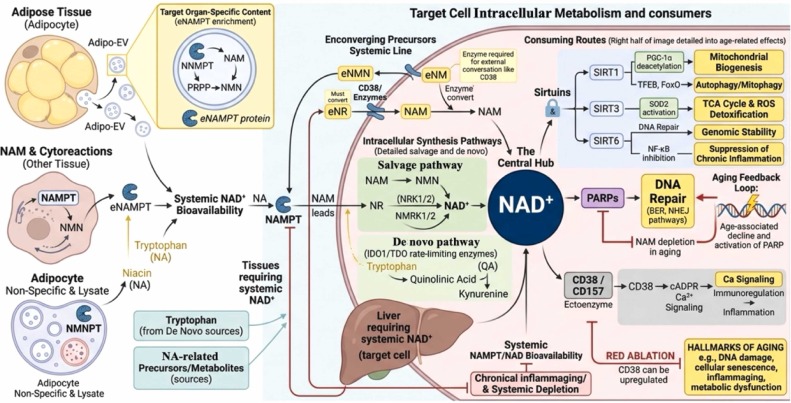 NAD⁺ as a central hub regulating the hallmarks of aging: Mechanisms and therapeutic implications tinyurl.com/4wjdawwp