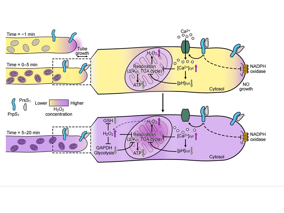 Ved Prakash, Ph.D. tweet media