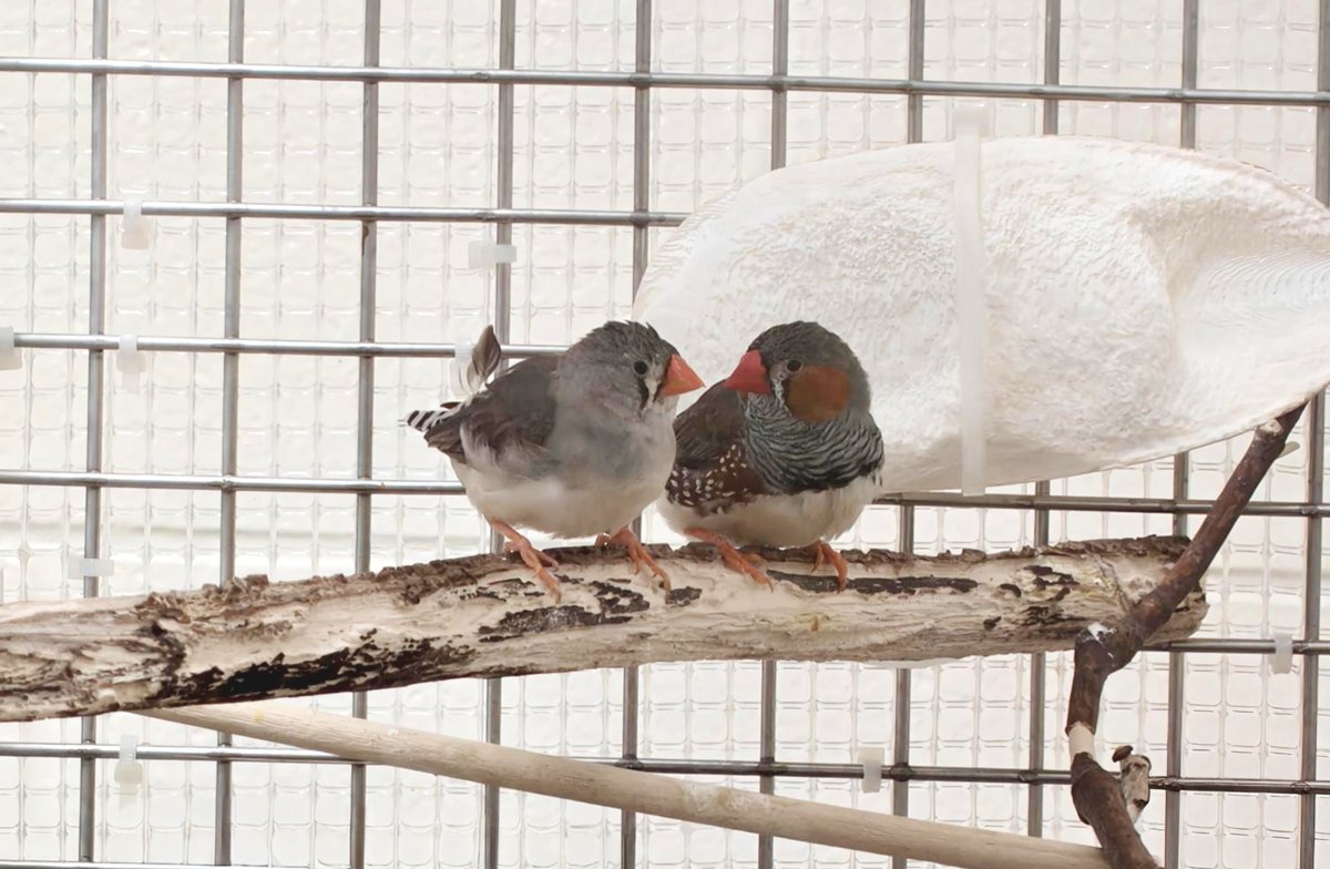 Dept of Psych UAlberta tweet media