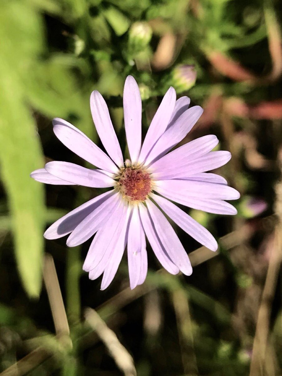 GGoodtaste's tweet image. Many eyes go through the meadow- few see the flowers in it -Ralph Waldo Emerson
What flowers are you seeing today? Bits of growth anywhere.
#FridayThoughts #FridayFlowers