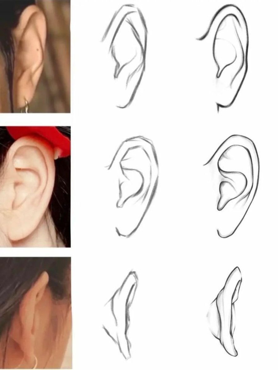 Ears look complex, but they’re mostly curves.