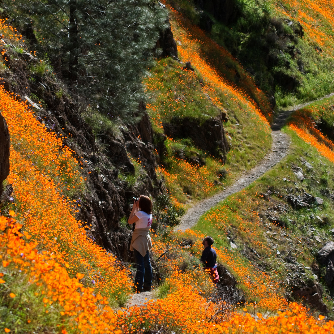 Yosemite Nation tweet media