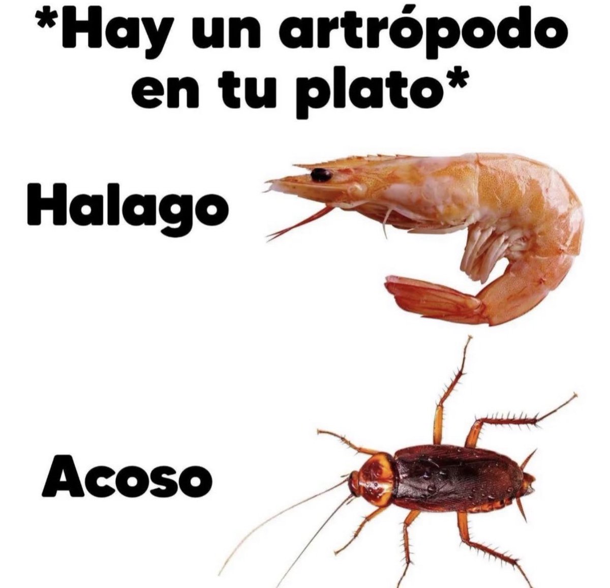 vinoypastis tweet media