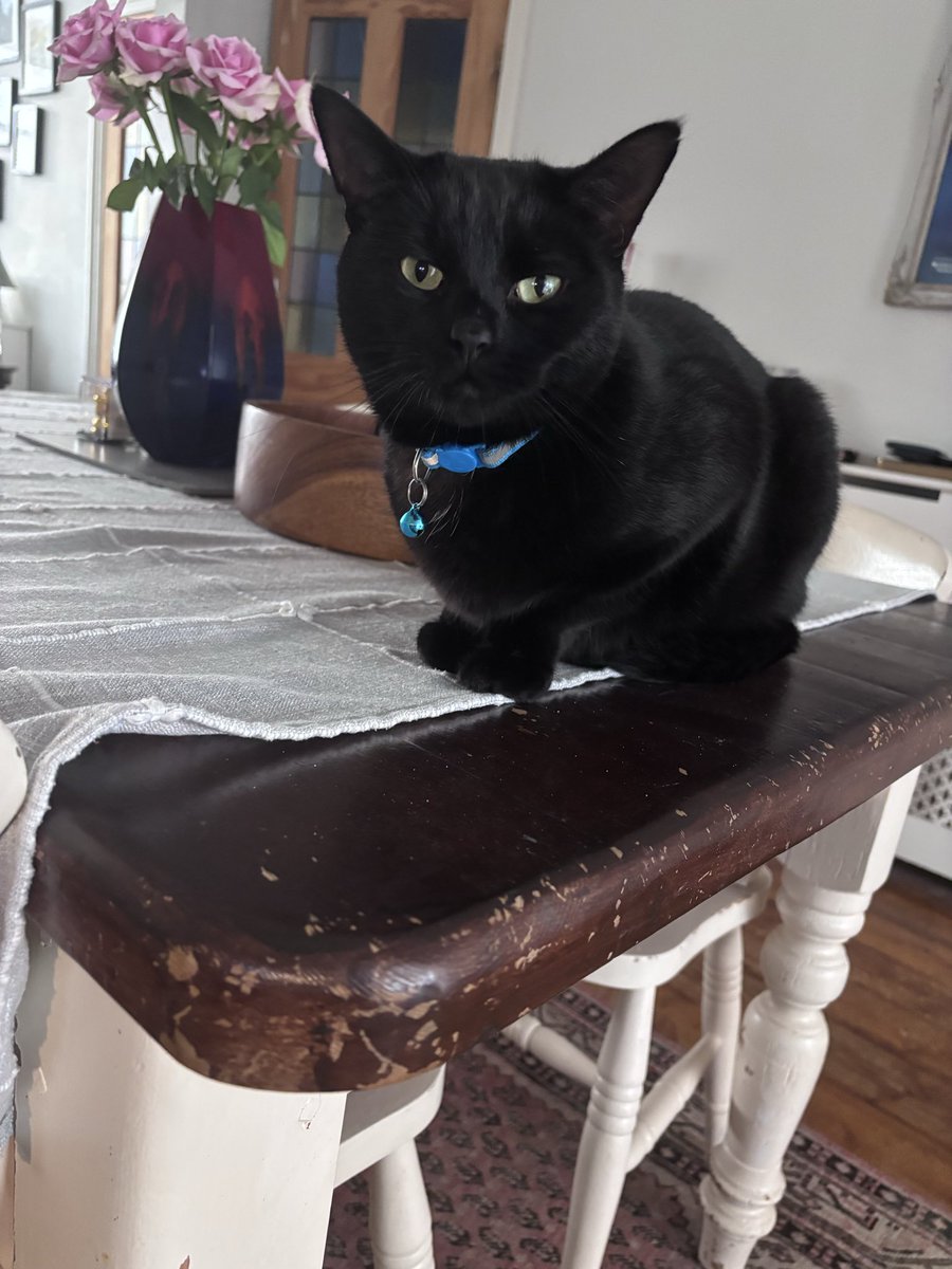 CockapooJuno's tweet photo. @SusanCalman This is Noel. https://t.co/RyxZEcsadG