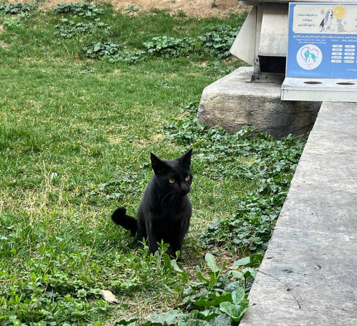 Ghoncheh Habibiazad | غنچه tweet media