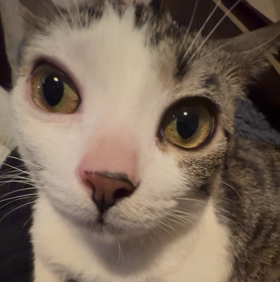 Fortnite🐾 tweet media