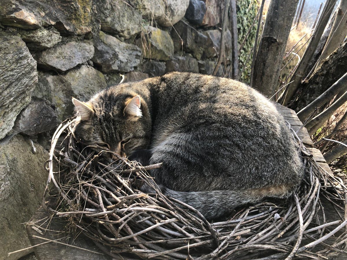 Pescegatti tweet media