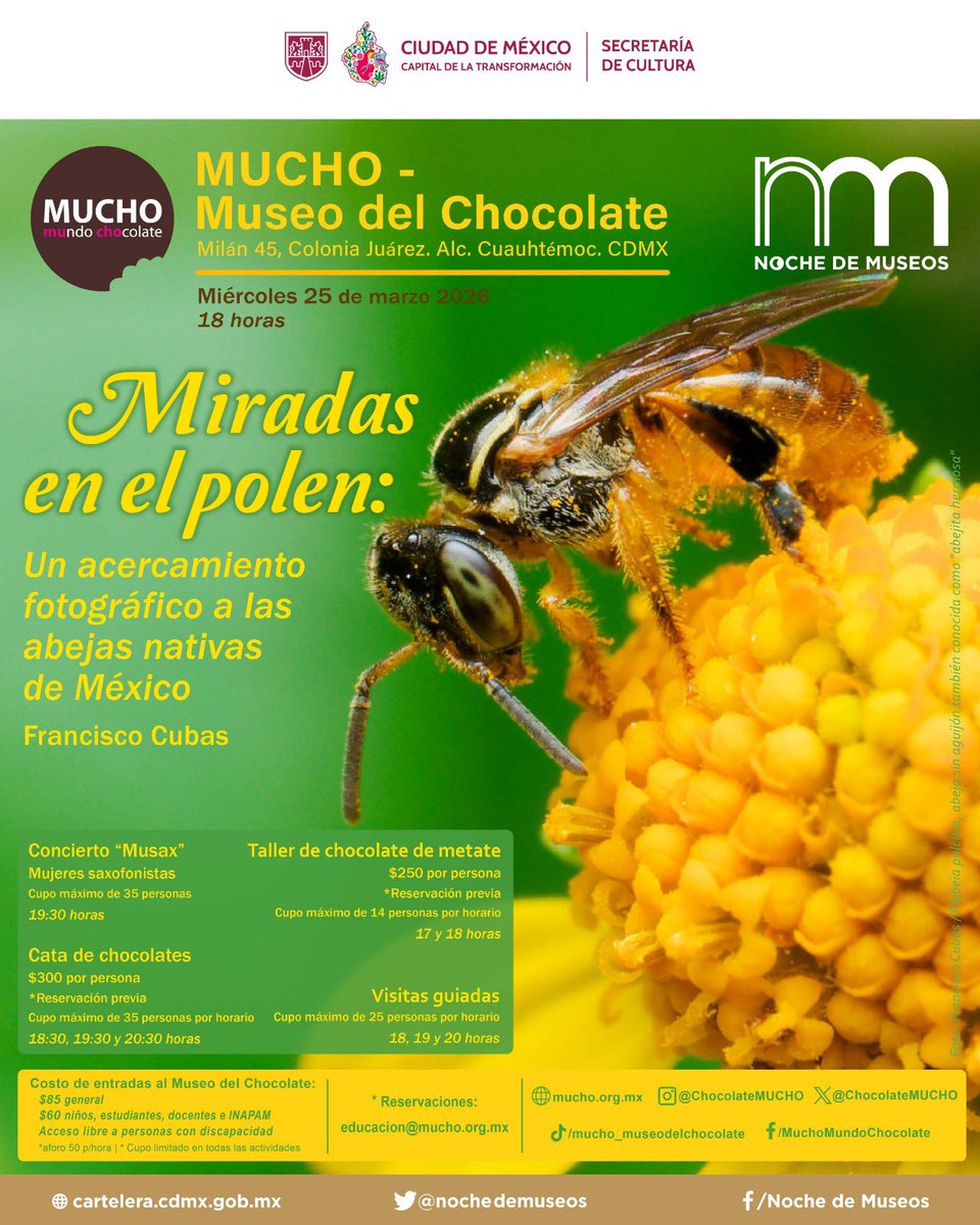 MUCHO Chocolate tweet media