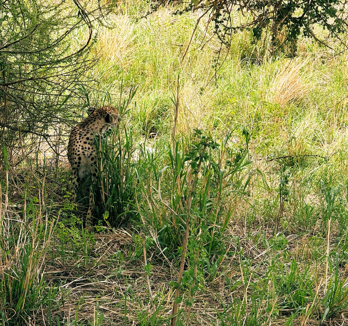 Sun michael tweet media