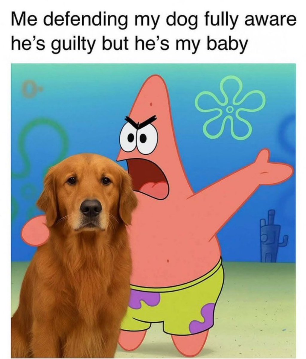 Puppies 🐶 (@puppiesiover) on Twitter photo 