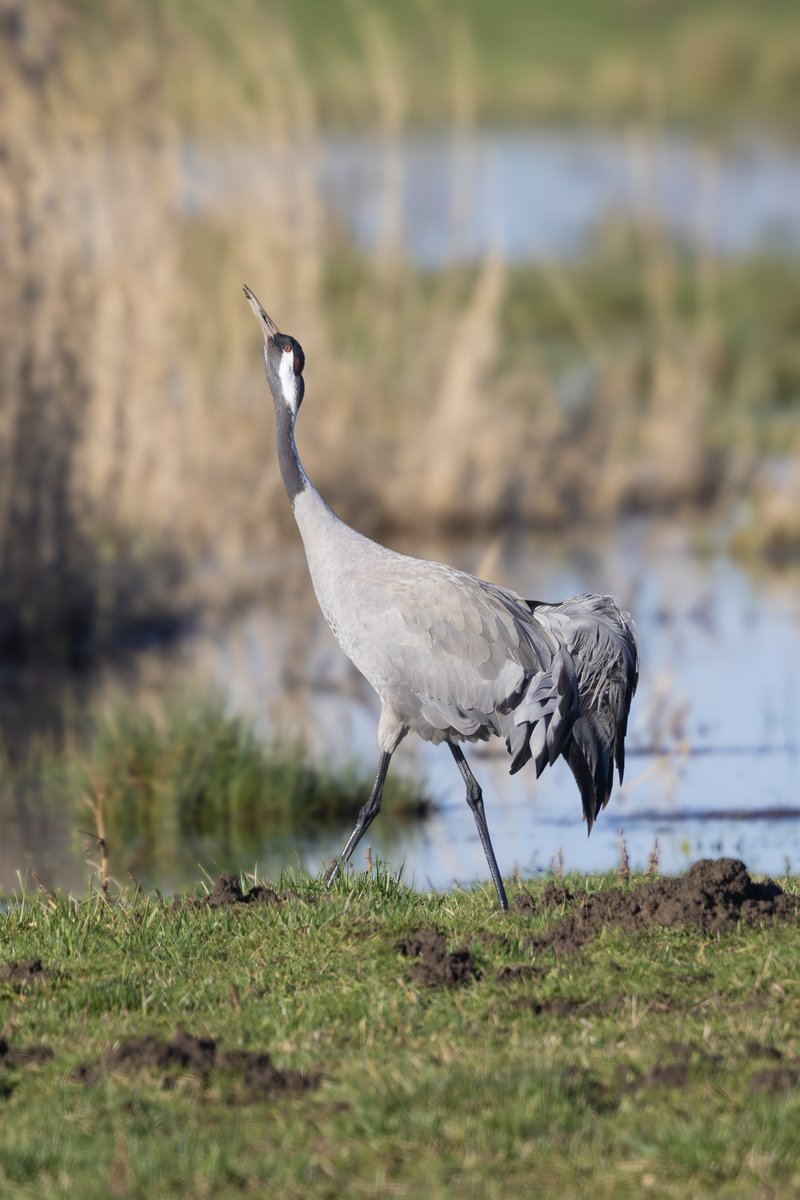 Will Bowell tweet media