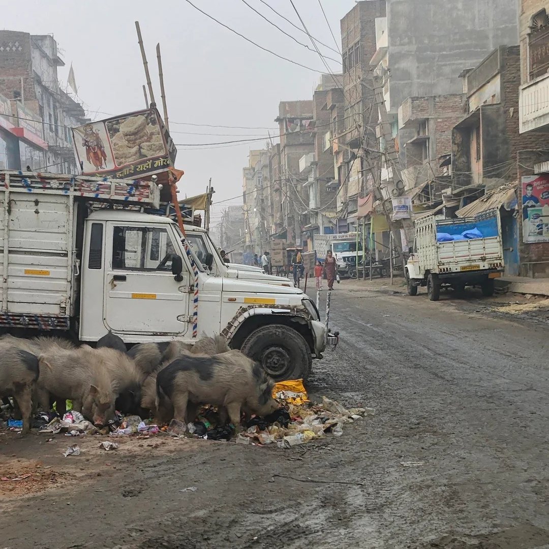 Battle Beagle tweet media