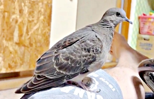 maidona_nashiki's tweet image. /／
🐦【衝撃】「そこ、巣じゃないよ！」
\＼
鳩の「リン」ちゃんがパパの頭の上で卵を産んだ！ 6万人が驚愕「芸術品の完成だｗ」／ぽぅぽぅのいる世界さん（@popoko0501）
⬇️詳細はこちら（まいどなニュース）
maidonanews.jp/article/163813…

#鳩 #ハト #鳩好きな人と繋がりたい #まいどなニュース