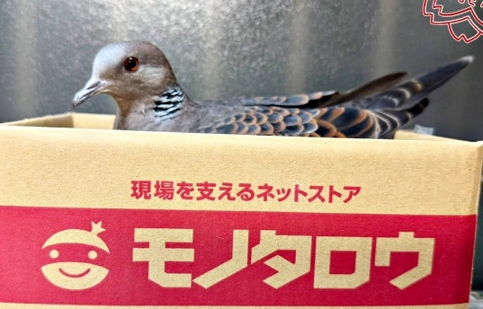 maidona_nashiki's tweet image. /／
🐦【衝撃】「そこ、巣じゃないよ！」
\＼
鳩の「リン」ちゃんがパパの頭の上で卵を産んだ！ 6万人が驚愕「芸術品の完成だｗ」／ぽぅぽぅのいる世界さん（@popoko0501）
⬇️詳細はこちら（まいどなニュース）
maidonanews.jp/article/163813…

#鳩 #ハト #鳩好きな人と繋がりたい #まいどなニュース