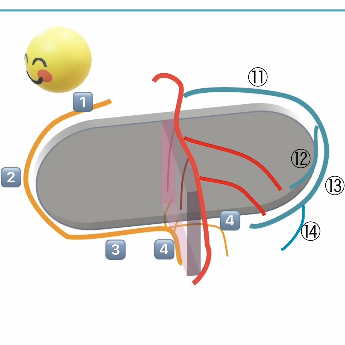 KagawaECG tweet media