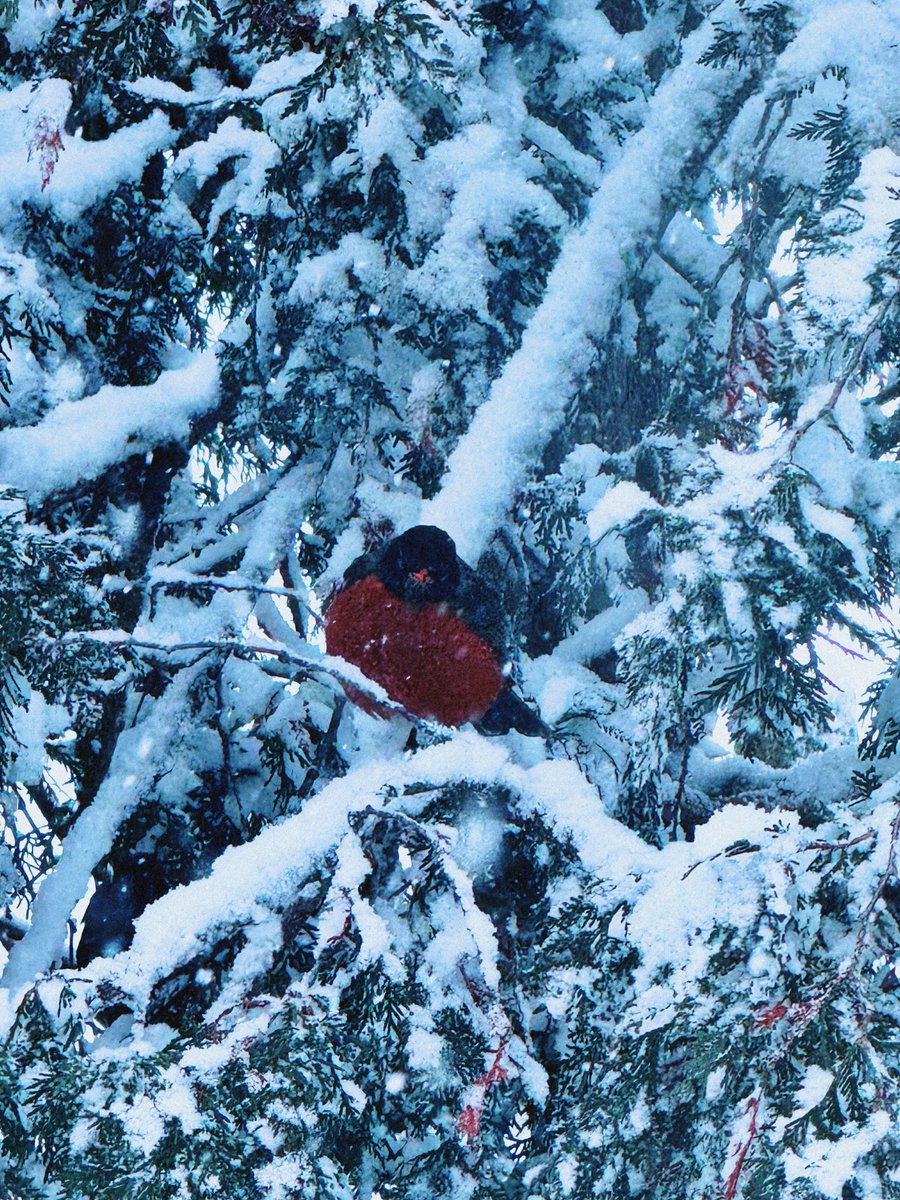 Doe 𐂂 tweet media