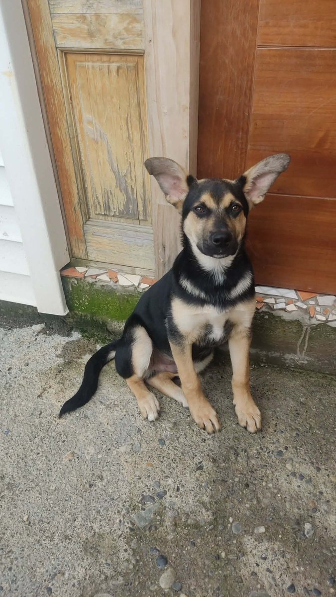 XimenaAG70's tweet photo. #puq #puntaarenas #MAGALLANES 
Recién rescatado de la calle, seguido por muchos perros, busca un dulce hogar y ayuda para pagar su hogar temporal, por favor chicos necesito reunir $20 mil , ya le compré su alimento, me urge tu ayuda por favor, dejo datos 👇 RT 🙏 https://t.co/WtrAOtWnAt