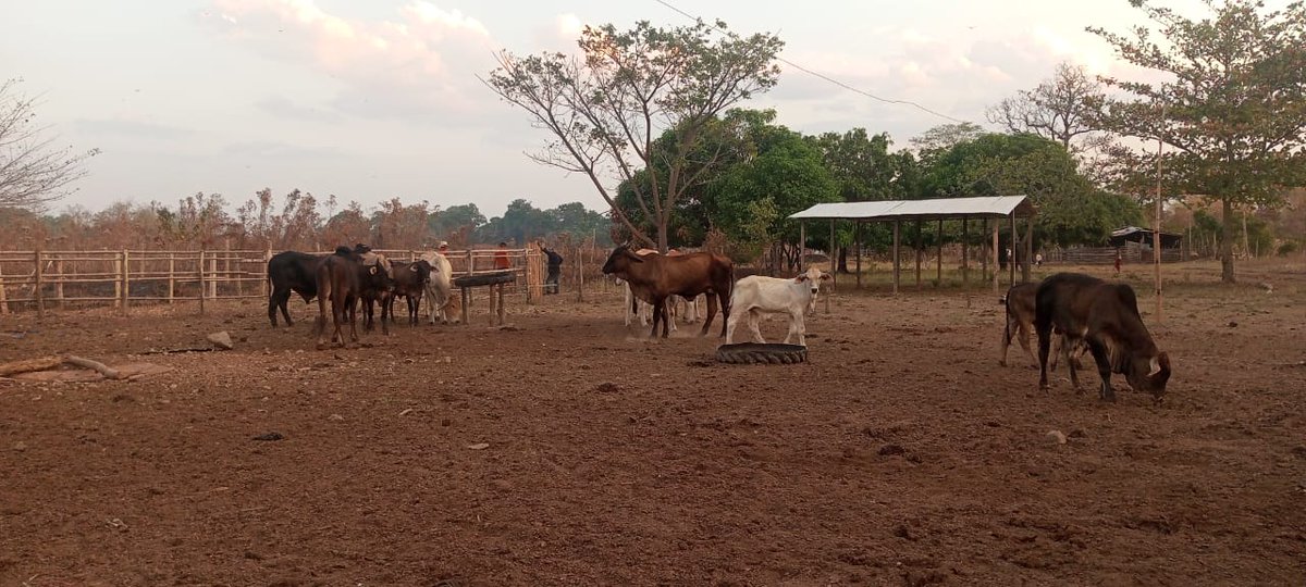 VISIÓN AGROPECUARIA WEB Y VAR RADIO ON LINE tweet media
