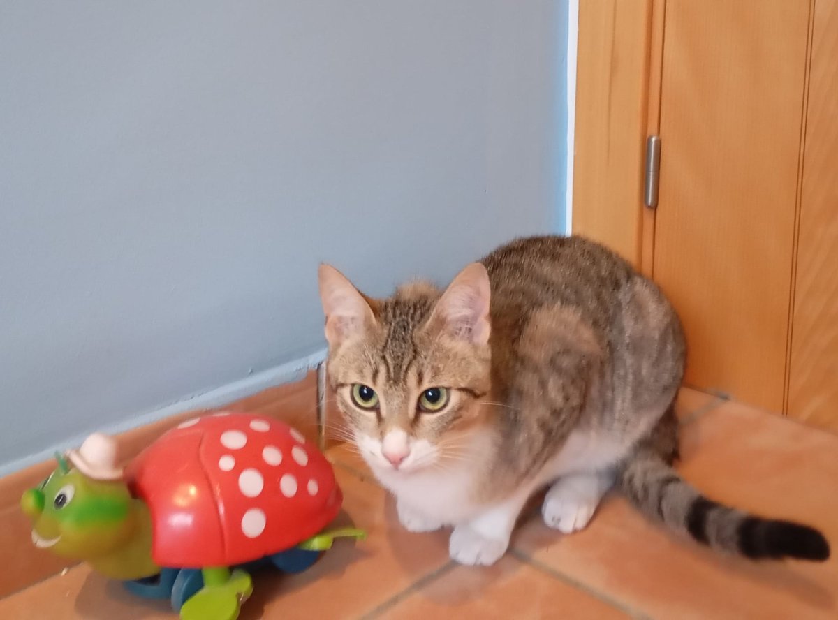 4catsVLC's tweet image. Chester es así de precioso...

Tiene 7 meses, es muy dulce, simpático y sociable.

Busca hogar donde ser feliz, que ya lo pasó bastante mal en la calle 

Si quieres darle una oportunidad a este amor, llámanos!

#valencia contacto Silvia 635 12 78 55 

#adoptanocompres #gatos