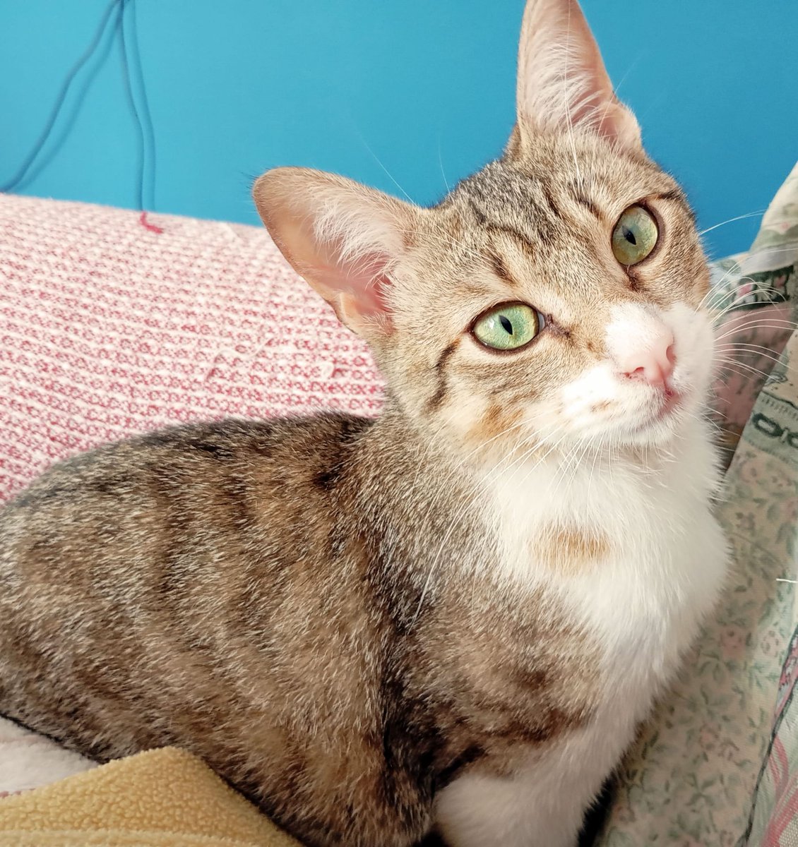 4catsVLC's tweet image. Chester es así de precioso...

Tiene 7 meses, es muy dulce, simpático y sociable.

Busca hogar donde ser feliz, que ya lo pasó bastante mal en la calle 

Si quieres darle una oportunidad a este amor, llámanos!

#valencia contacto Silvia 635 12 78 55 

#adoptanocompres #gatos