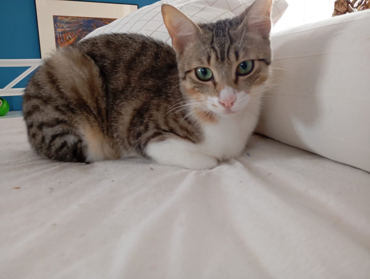 4catsVLC's tweet image. Chester es así de precioso...

Tiene 7 meses, es muy dulce, simpático y sociable.

Busca hogar donde ser feliz, que ya lo pasó bastante mal en la calle 

Si quieres darle una oportunidad a este amor, llámanos!

#valencia contacto Silvia 635 12 78 55 

#adoptanocompres #gatos