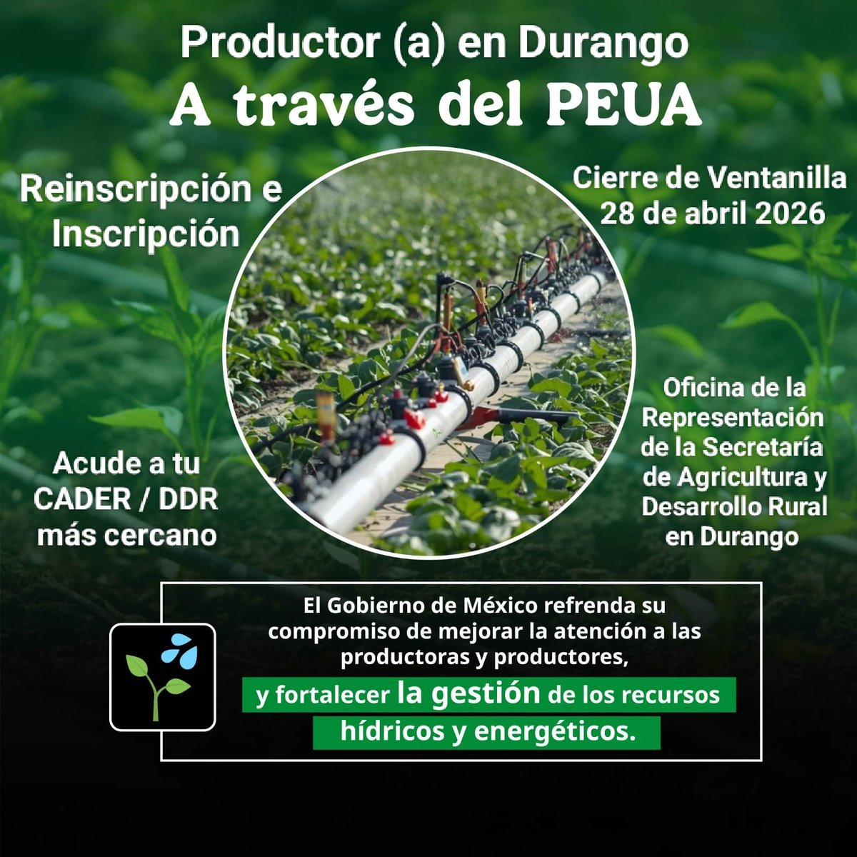 Propietario de pozo en Durango, no te quedes fuera del Programa de energía electrica para riego agrícola (PEUA) y ahorra hasta un 95% en tu recibo de la CFE.

Acude a tu CADER / DDR más cercano

Cierre de ventanilla 28 de abril 2026

<a href="/Claudiashein/">Claudia Sheinbaum Pardo</a> <a href="/JulioBerdegue/">Julio Berdegué</a> <a href="/RaulSalgadoSV/">Raúl Salgado</a>